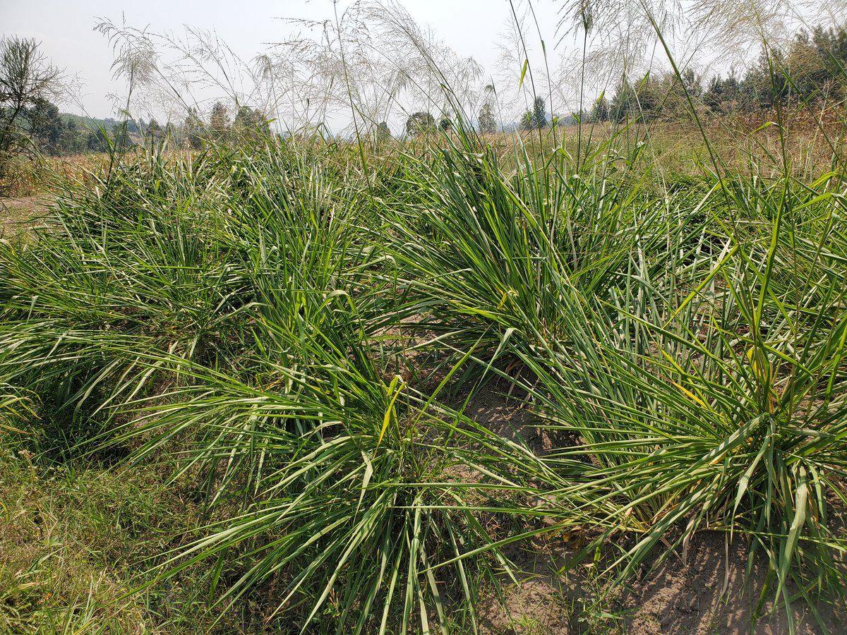 Aborozi bo mu Turere tugize Intara y'Iburasirazuba begerejwe imbuto zihanganira ikirere cyaho,ubu zikaba zirimo gutuburwa#RAB-RDDP Project, @SPIU_IFADRwanda,<a href="/RwandaAgri/">Ministry of Agriculture & Animal Resources |Rwanda</a>,<a href="/RwandaAgriBoard/">Rwanda Agriculture & Animal Resources Devpt Board</a>,<a href="/NyagatareDistr/">Nyagatare District</a>,<a href="/KayonzaDistrict/">Kayonza District</a>,<a href="/GatsiboDistrict/">Gatsibo District</a>,<a href="/RwamaganaDistr/">Rwamagana District</a>,<a href="/solangeuwituze/">Solange Uwituze</a>