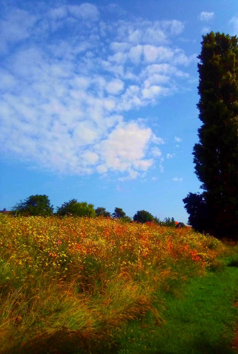 There Is Beauty In Everything. #meadow #meadowflowers #bluesky #clouds #beauty #nature