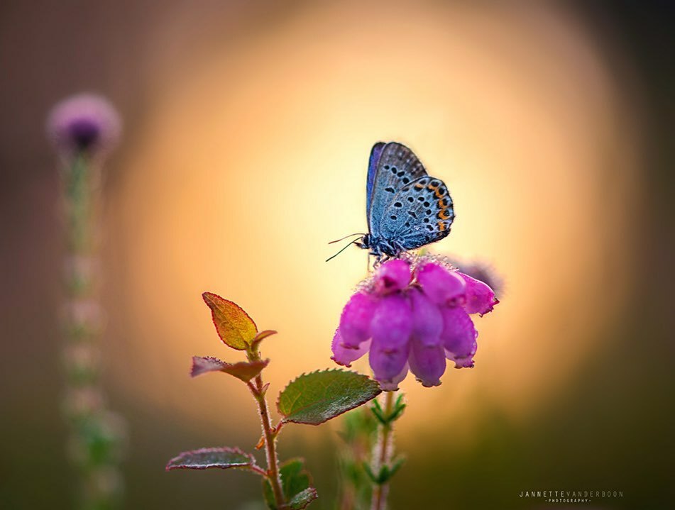 jannettevdboon's tweet photo. Spotlight
If I find a butterfly early enough I love to use this composition. Placing the butterfly in the spotlight, by using the light of the rising sun.
โโโโโโโโโโโโโโโโโ
#macrophotographylove #macropic #macro_delight #top_macro #heideblauwtje #siโฆ https://t.co/TGiURggeiB https://t.co/muOX2aplrS