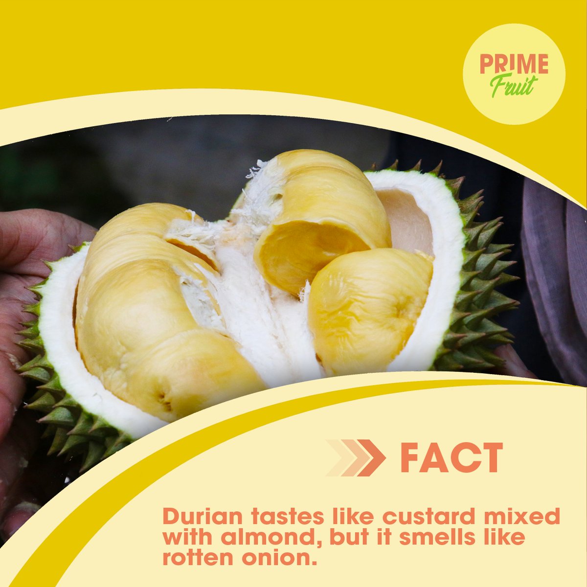 Did you know that durian is banned in the public transportation, hotels and airplanes in some parts of southeast Asia because of its unpleasant aroma?
 
#dxblife #UAE
#mydubailife #dxblife🇦🇪 #DubaiLife #dxb 
#DubaiFoodie #MyDubai 
#DubaiFruitDelivery #dubai🇦🇪 #durian #durianfacts