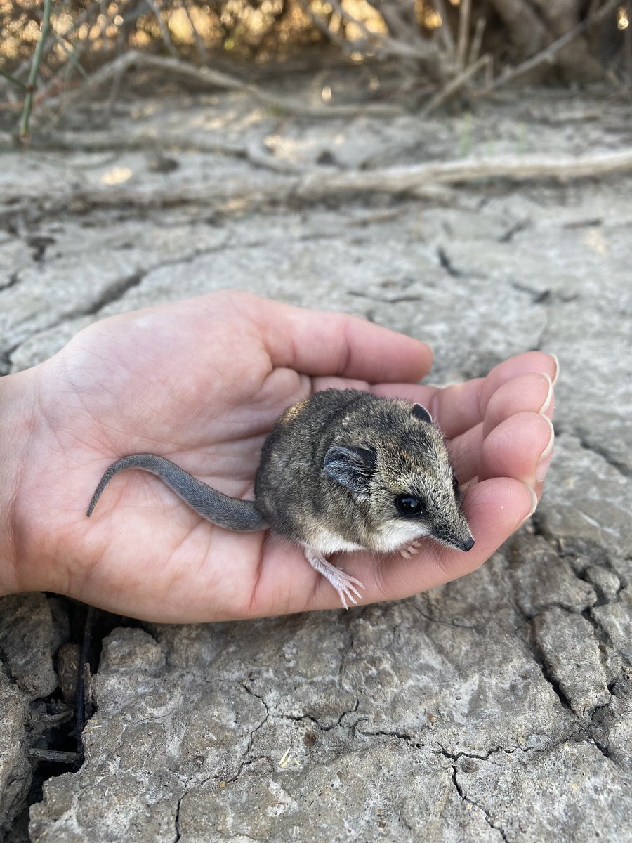 A throwback to my time at <a href="/calperum/">CalperumStationOfficial</a> with <a href="/heatherspring/">Heather Spring</a>. Keen to get back to field work for more moments with cute little animals like this! #science #nature #animals