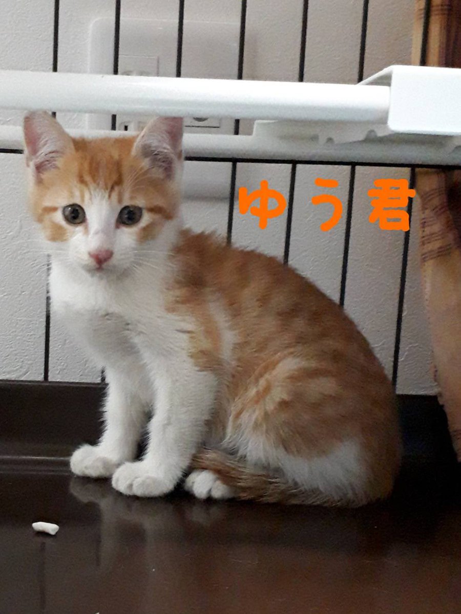 ながの鈴ねこの会 Suzunekonokai Twitter ながの鈴ねこの会 Suzunekonokai Twitter