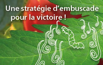 Koppert_France's tweet photo. [Spécial raid aérien]

Pour neutraliser les chenilles, utiliser l'ennemi numéro 1 : les nématodes !
Alors qu'attendez-vous pour l'utiliser en application foliaire ?

Pour plus d'information : https://t.co/bKwSLogAmN

#entonem #capsanem #koppert #agriculture https://t.co/XxJTY6TPHG