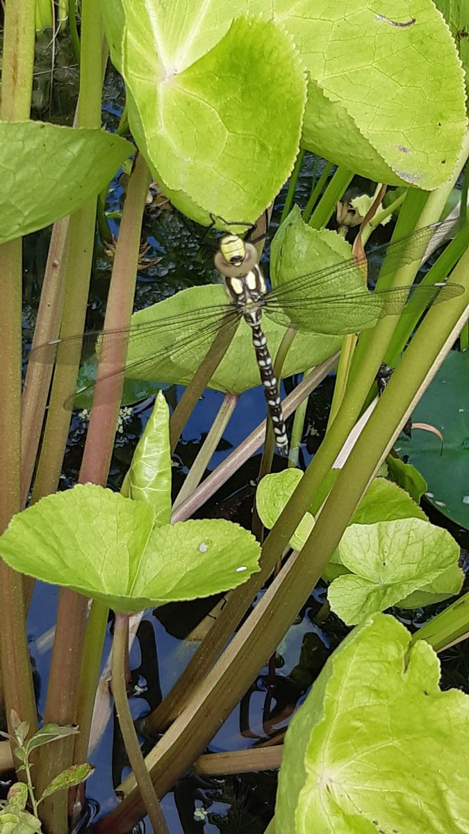 GF_Susie_C's tweet photo. Can you help me identify this @BDSdragonflies ? It was in our pond yesterday. SE England. https://t.co/kgDJ2MdxhO