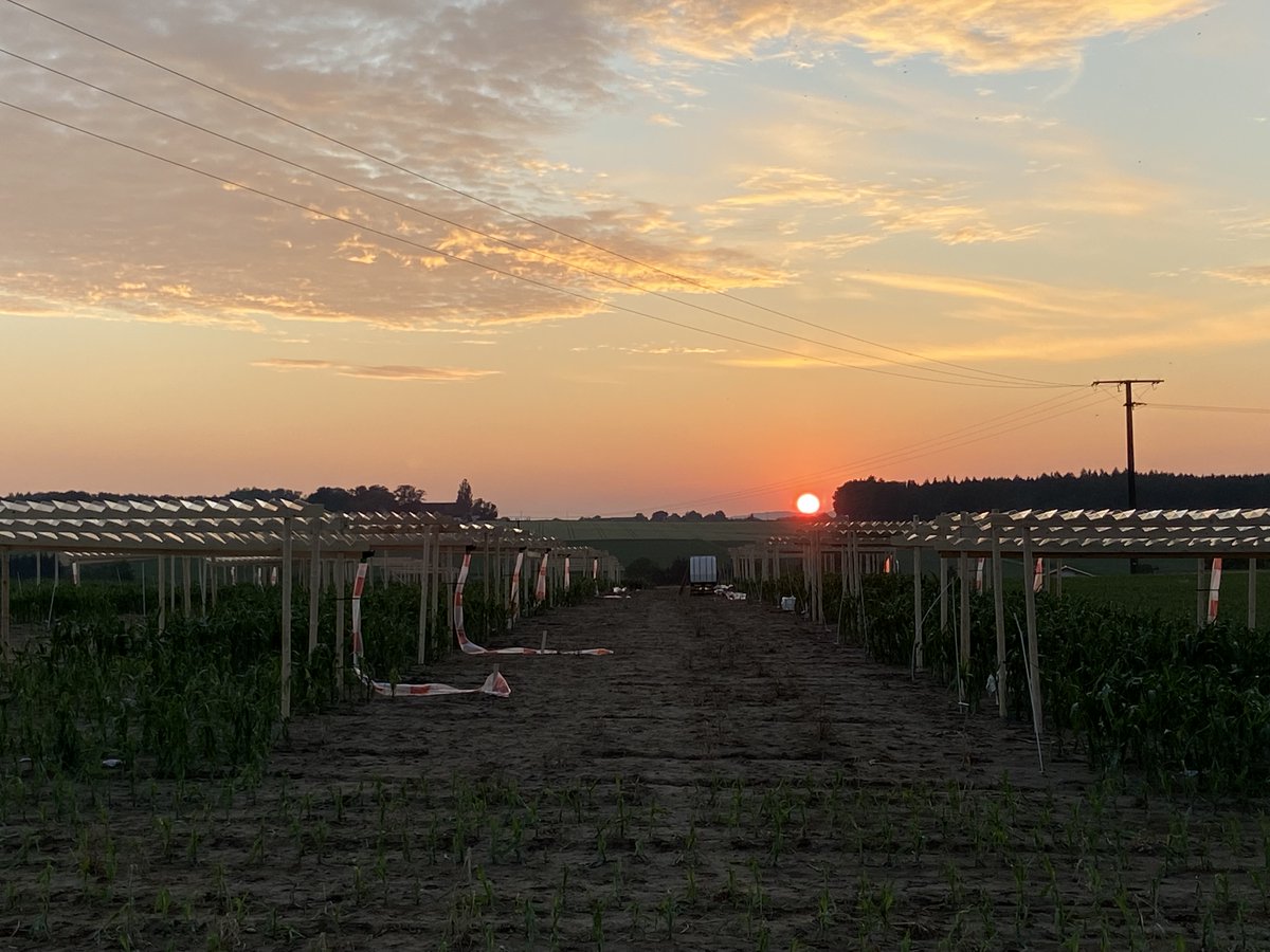 RhizoTraits_Bonares (@rhizotraits) on Twitter photo Our rainout shelters are built on our #maize #field experiment!☔️Another great achievement <a href="/rhizotraits/">RhizoTraits_Bonares</a> 💪. Our rainout shelters are built on our #maize #field experiment!☔️Another great achievement <a href="/rhizotraits/">RhizoTraits_Bonares</a> 💪.