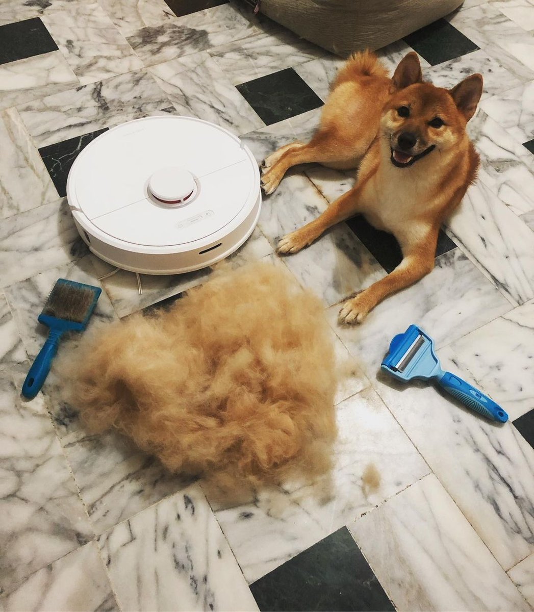 roborockaus's tweet image. @tsung17

Shiba inu nightmare!!! and it’s just starting... goodthing there is roborock vacumm to the rescue! 

#zoeytheshiba #roborocks6