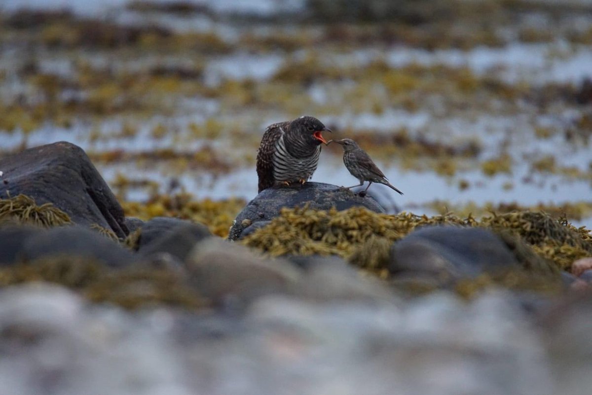 ByGitty's tweet image. Young cuckoo being fed by its rock pipit mum