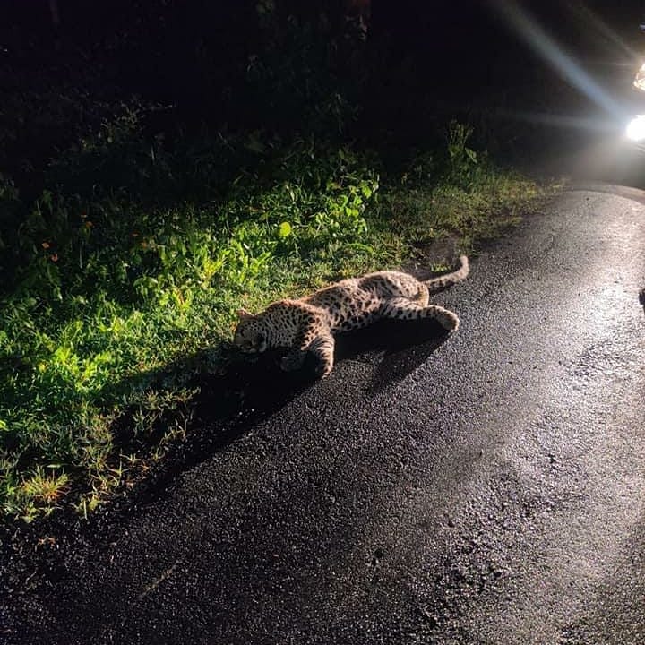 savedumna's tweet photo. Who killed the protector of Khandari? 
The authorities without a spine to fend for Dumna? Or the public representatives who shamelessly talking about Vikas in a wildlife bearing area? Or the mute spectators? 

RT and tag relevant authorities 
Location Dumna
8th July 21  1am https://t.co/KTdCzBe9ww