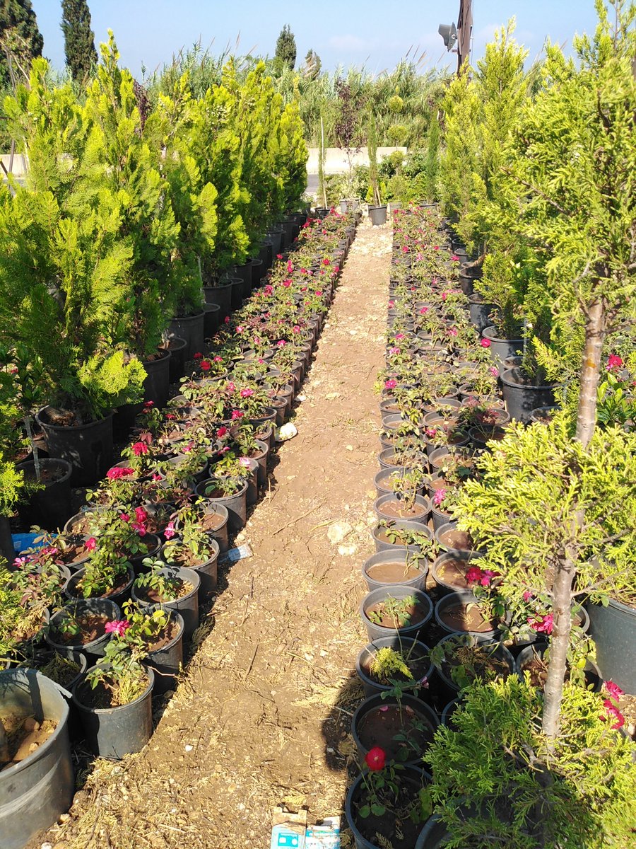 fadimerhi (@fadimerhi10) on Twitter photo 