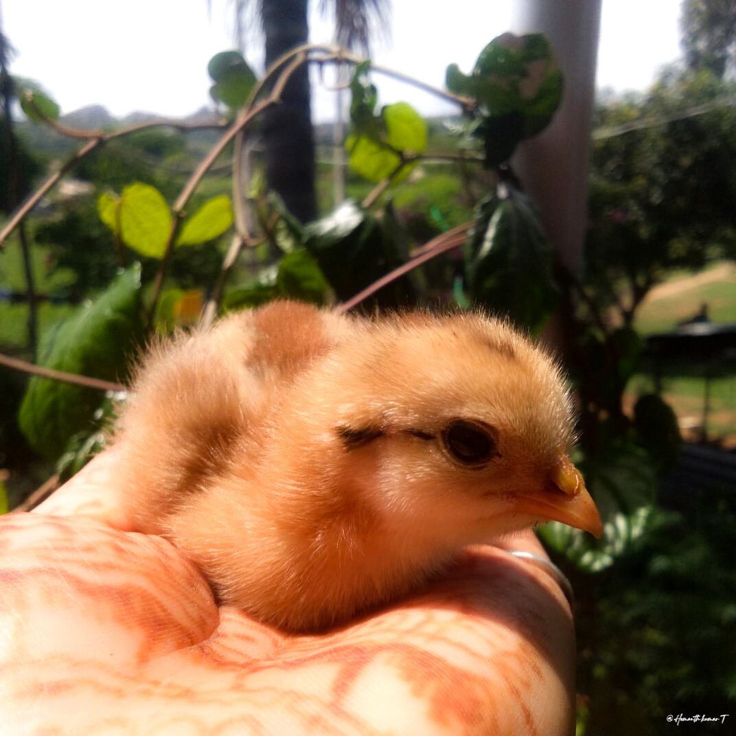 Love ❤️ 

#Cute #chicken #chickens #chickensofinstagram #hens #backyardchickens #handmade  #rooster #poultry #hensofinstagram #eggs #love #cklich #farm #henf #crazychickenlady #nature #henmachtgl  #chickensofig #fashion #farmlife #birds #animals #poultryofinstagram #sewing