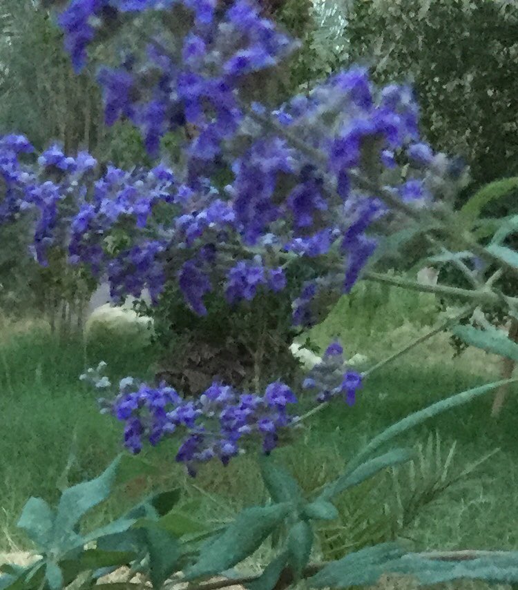 شجرة كف مريم جميلة جداً وزهور بنفسجية لمدة ٨ أشهر جذورها لا تؤثر على المباني تتحمل الحرارة العالية والبرودة قنوعة في استهلاك الماء