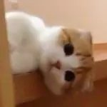lydia_518🐼⚽🐰🐶🐱 tweet media