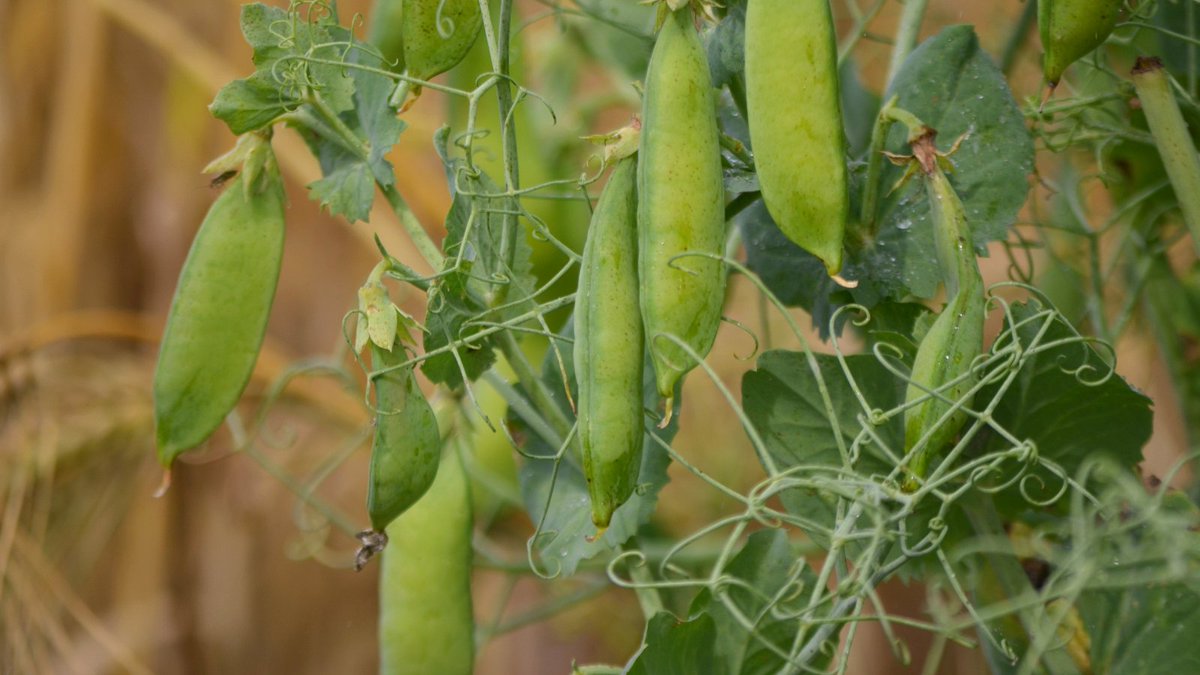 Kotimaisen valkuaisen tarpeen lisääntyessä myös kylvösiemenen tarve kasvaa. Ruokaviraston siemenlaboratoriossa tutkitaan, miten herneen kylvösiemenen käsittely vaikuttaa siemenen itävyyteen. ruokavirasto.fi/yritykset/kasv… #siemen #maatalous #Hiilestäkiinni #ilmasto

📷 Tarja Hietaranta