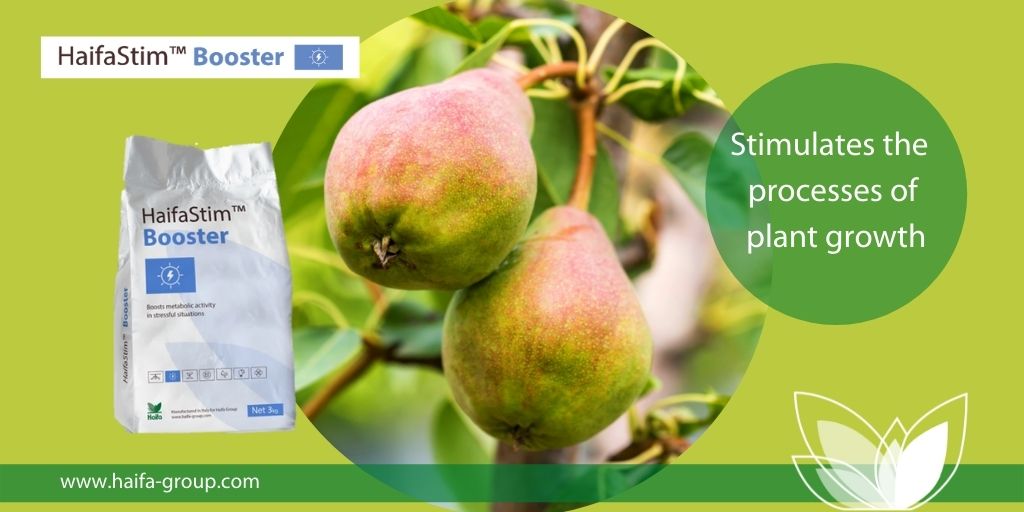 Haifa_SEE's tweet photo. HaifaStim™ Booster stimulates the processes of plant growth #HaifaStim #Booster #HaifaSEE
For more information visit our website: https://t.co/s3qHshexgm https://t.co/8S5XzzN9TD