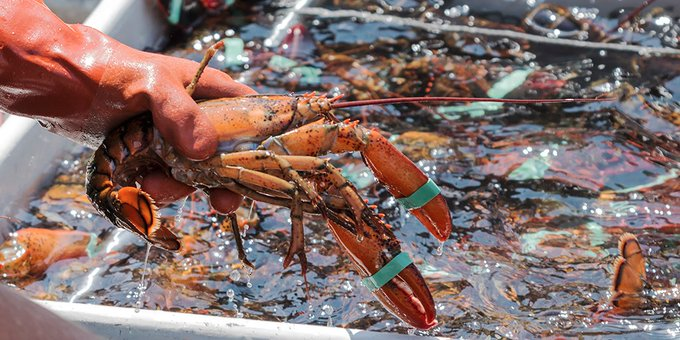 UK Government considering ban on boiling lobsters alive as a part of its Animal Welfare (Sentience) Bill
vetcommunity.com/vc/newsitem/?s…

<a href="/crab_welfare/">CrustaceanCompassion</a> <a href="/michaelgove/">Michael Gove</a> <a href="/ZacGoldsmith/">Zac Goldsmith</a> #AnimalWelfare