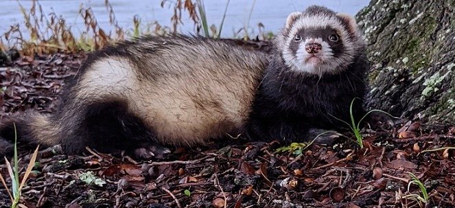 Stay wild 🐾 #Ferret