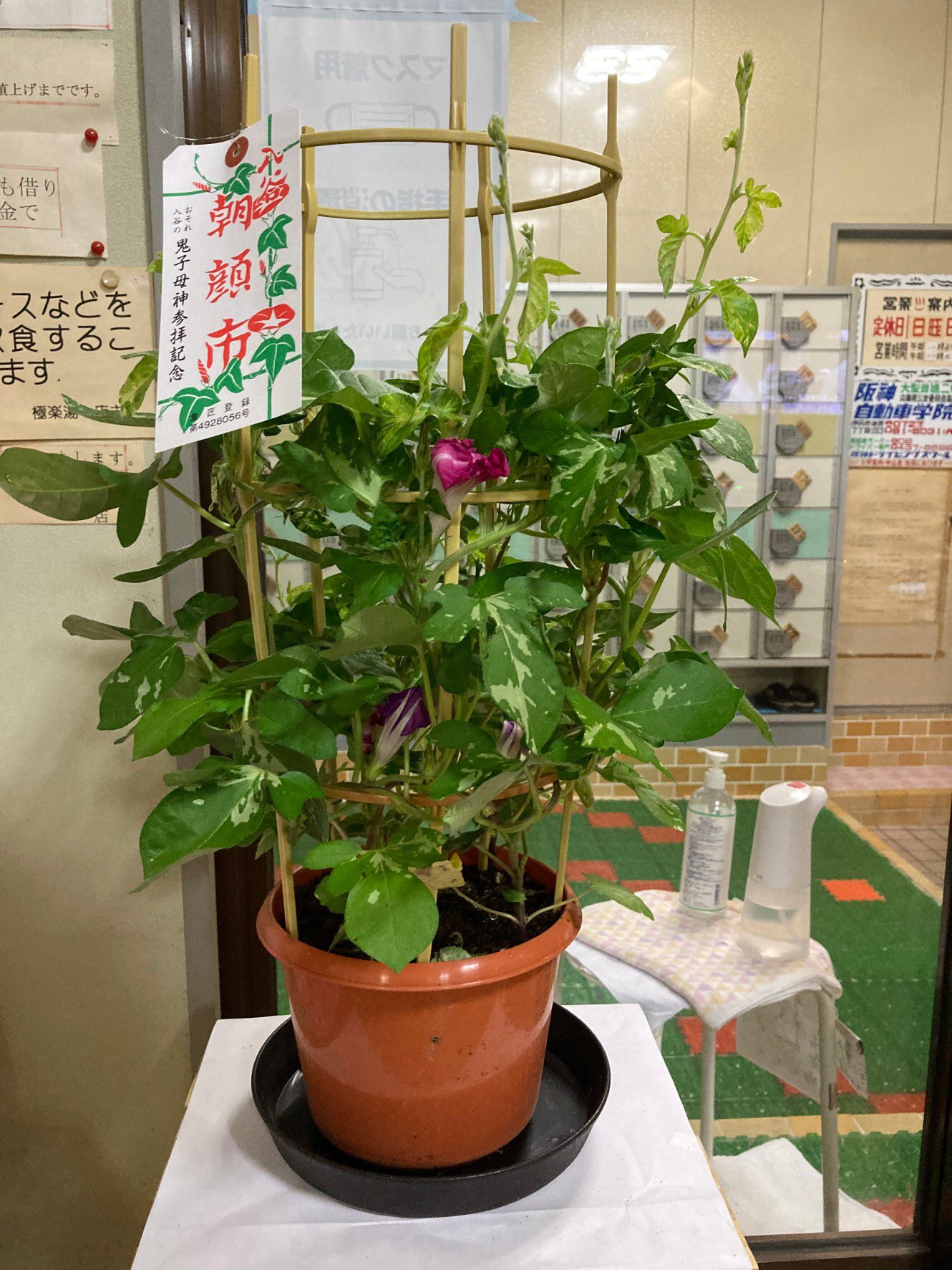 川西 極楽湯 朝顔が届きました 今年も新大阪の朝顔市がなく 東京の入谷から送ってもらいました まだ梅雨はあけていませんが 暖簾も朝顔にチェンジ 来年こそは 朝顔市に行きたいな 入谷の朝顔市 牛乳石鹸暖簾 T Co 1gwsjlkfkj Twitter