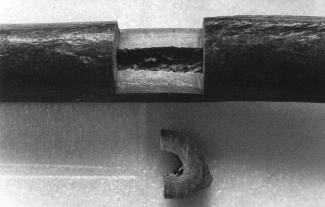 The first Neanderthal DNA sequence was published #OnThisDay in 1997. It suggested that Neanderthals did not interbreed with modern humans (later shown to be false). The DNA was retrieved from the original Neanderthal specimen, discovered in 1856. #histsci