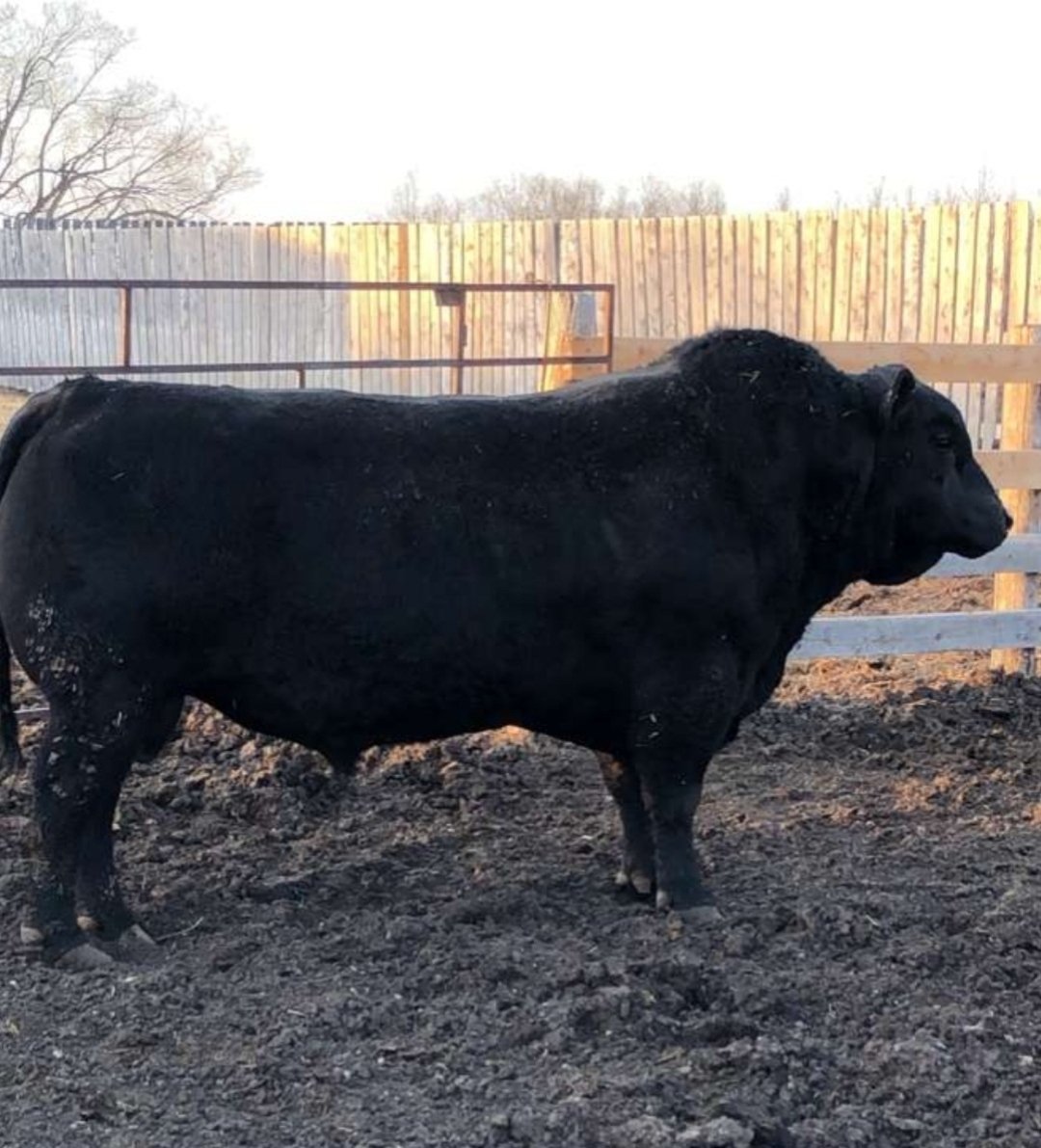 Wade Olynyk tweet media