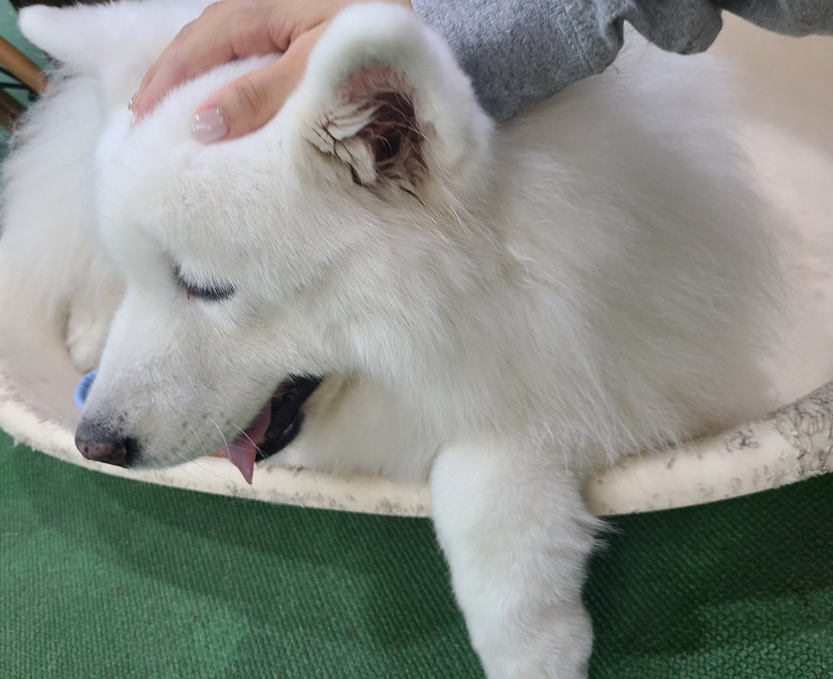 今日、やっと、やっとっっっっ！！！ リアルサモエドちゃんに会えたん