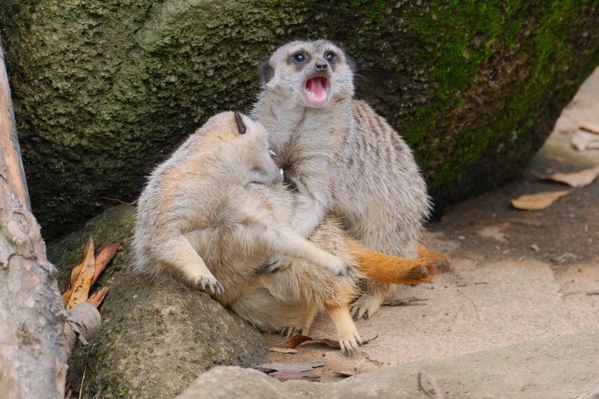 親近感がわきすぎる 取っ組み合い中にカラスの気配を感じたミーアキャットが可愛すぎる Togetter 親近感がわきすぎる 取っ組み合い中にカラスの気配を感じたミーアキャットが可愛すぎる Togetter