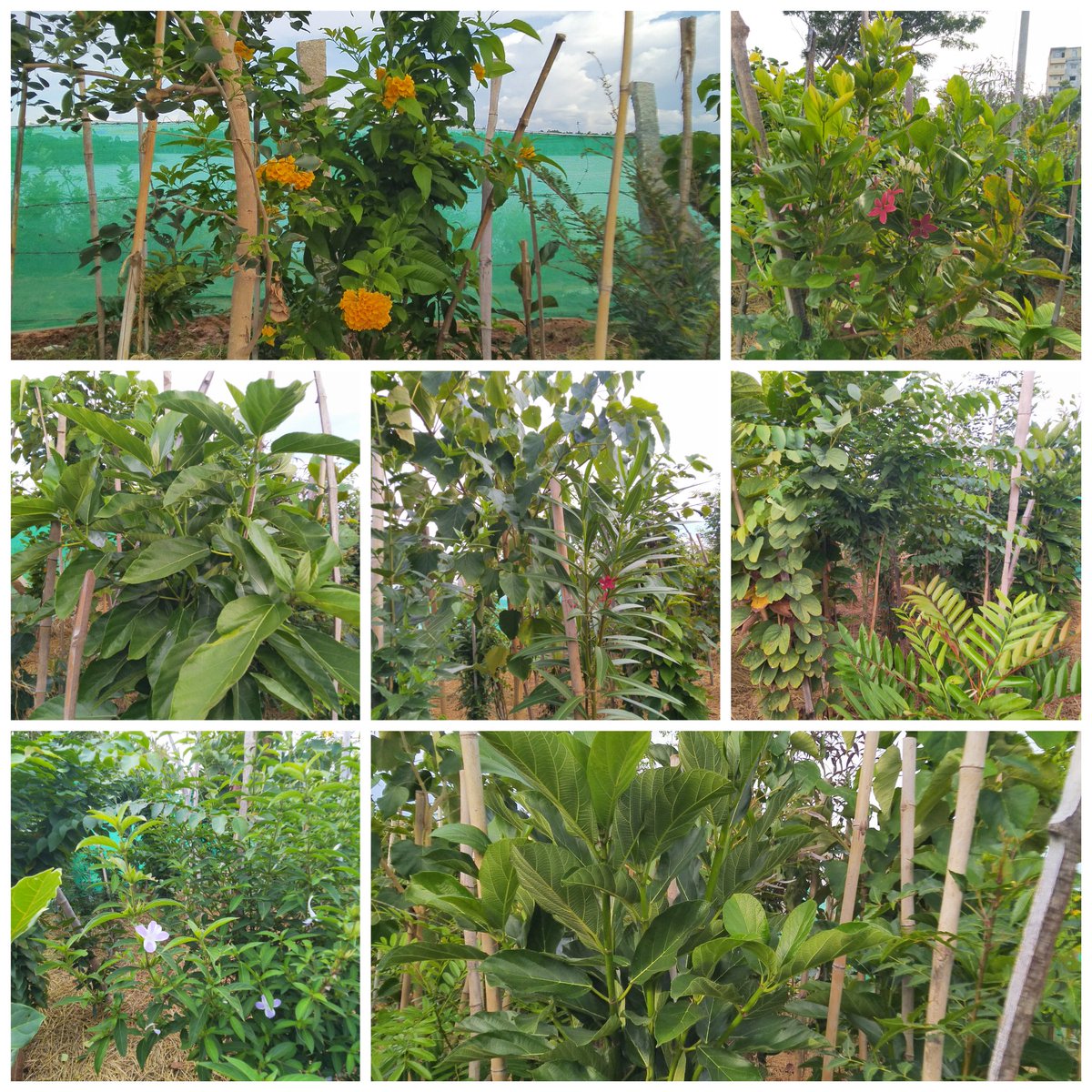 This weekend, put on ur mask, get your sanitizer, get on your bicycle and head to Hennagara lake. The challenge, identify at least 60 of the 80 species in this Miyawaki forest. <a href="/kapil_saytrees/">Kapil Sharma</a> <a href="/saytrees_ind/">SayTrees</a> <a href="/sustainBLR/">Bengaluru Sustainability Forum</a> <a href="/ShylajaVarma/">Shylaja Varma</a> <a href="/BangaloreMirror/">Bangalore Mirror</a> <a href="/anil_lulla/">Anil Budur Lulla</a> <a href="/zenrainman/">zenrainman</a>