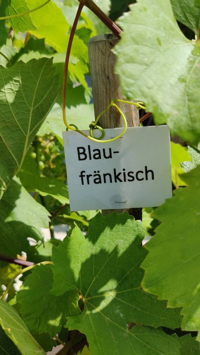 Bfultra's tweet photo. Jetzt in Deutschkreutz beginnt der eigentliche Spaß... https://t.co/0wcbBJiGR7