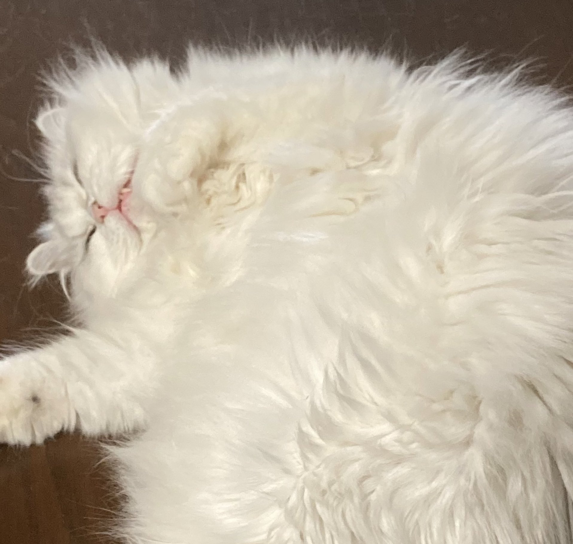 シャルルねこ 猫がいる風景🐈 ＊ さば白猫さん ちょっと乗り出し気味で