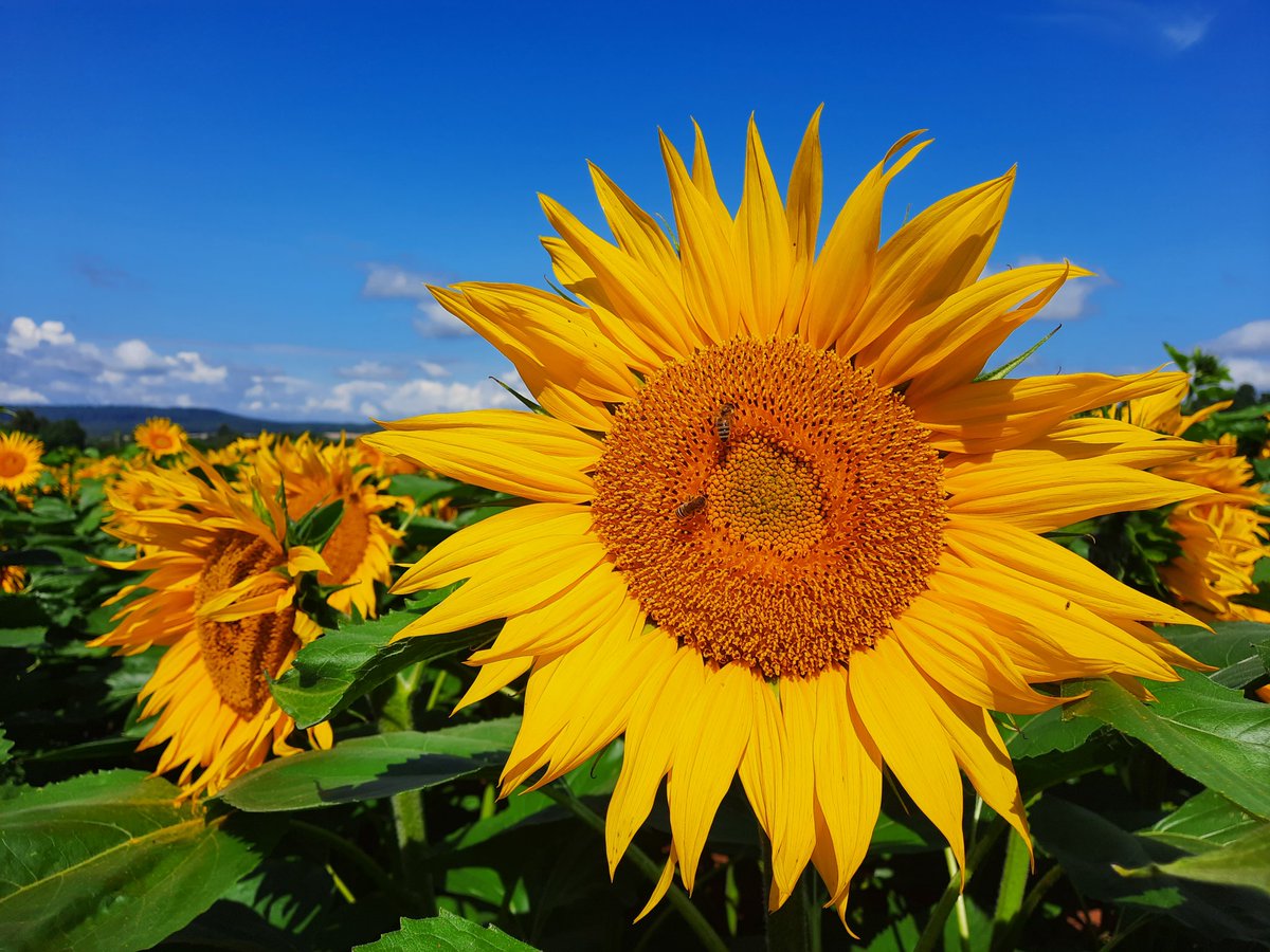 Le soleil est de retour en BFC 🌞 La floraison des tournesols a commencé dans le nord Haute- Saône pour les variétés Très Précoces  🌻  #LG50268HOV
<a href="/HerveTournesol/">Ancillon Hervé</a> @laurentjung54