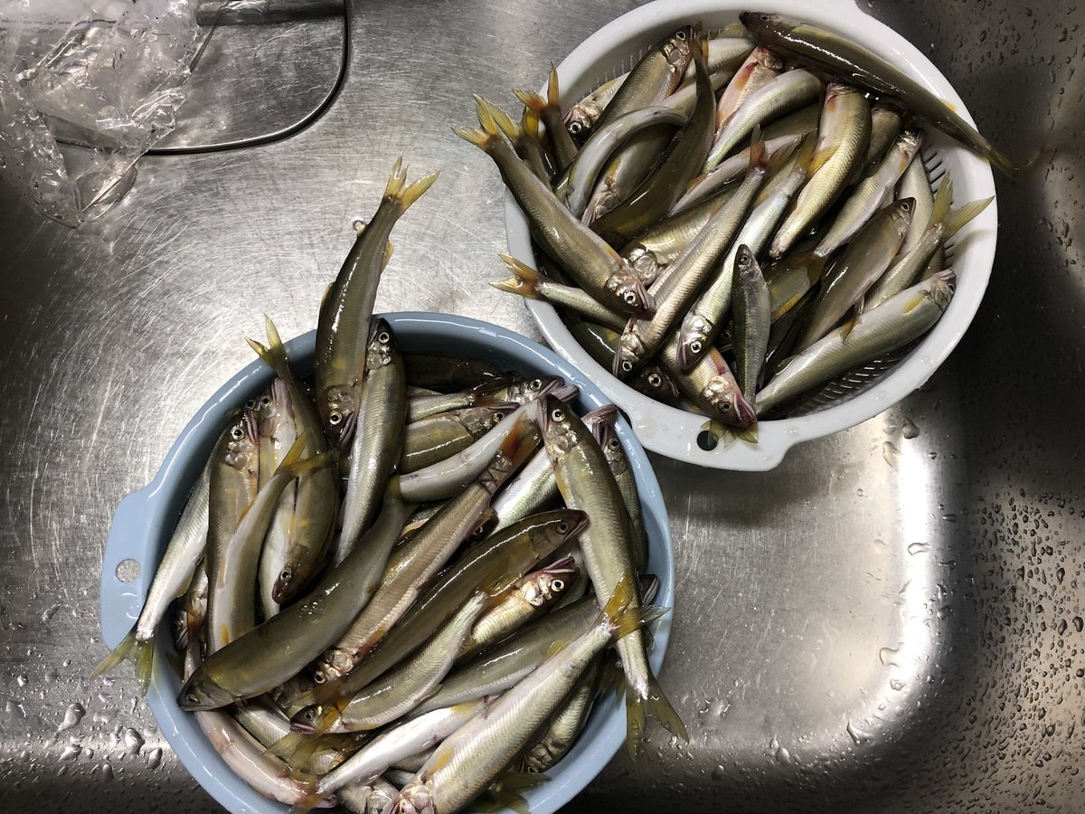 VSHOGOMAX1's tweet photo. 宇曽川コアユ釣り192匹自己ベストタイ
時間・6〜10時
ピーク・なし
天気・曇雨、風ほぼなし
流れ・けっこう早い、深い
仕掛・延竿、ホワイトパール
エサ・配合
形・中前後
混み具合・1人だけ

https://t.co/bplRuLspMl https://t.co/sPVZ32xq5Z
