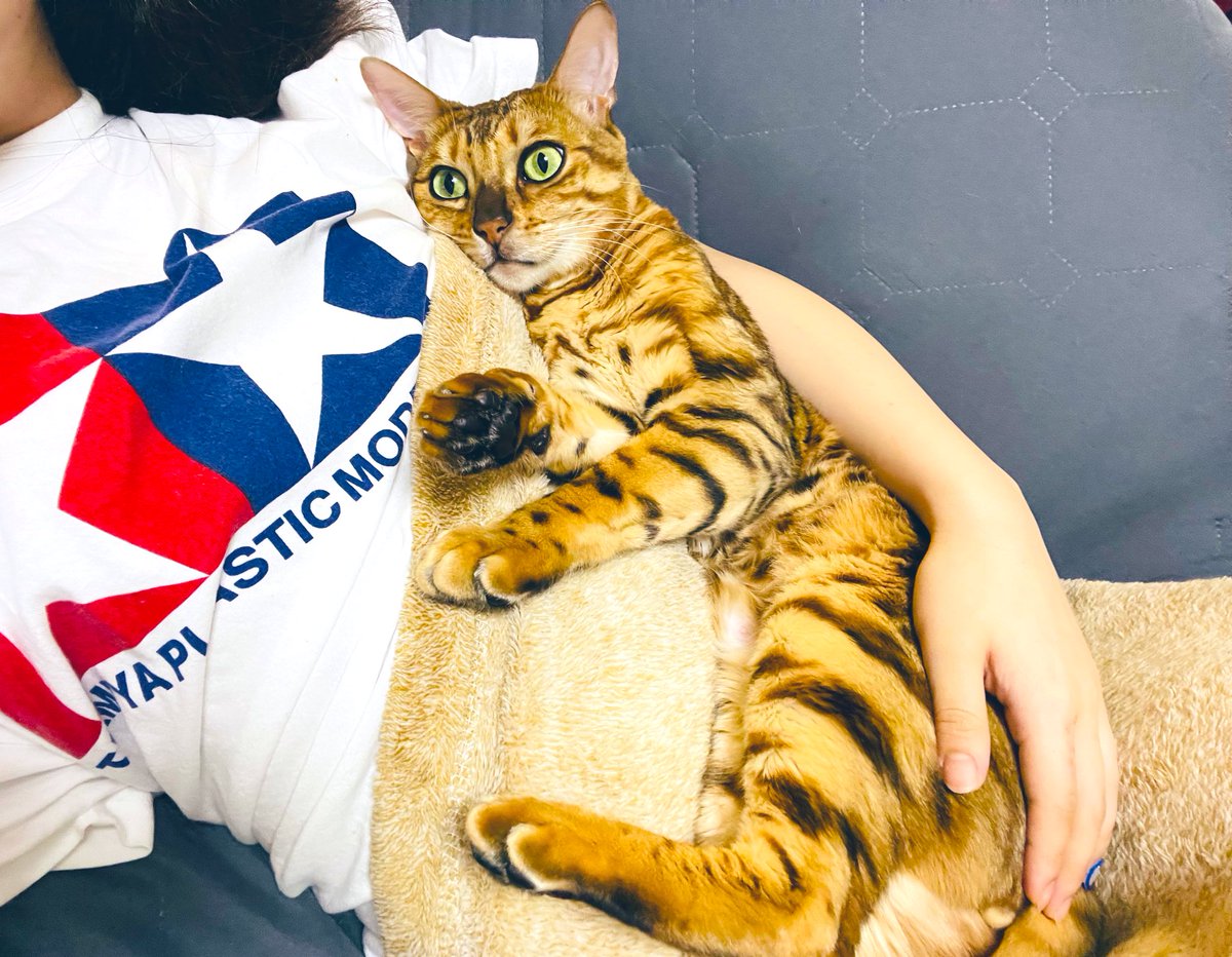 ぷりん日記 ベンガル猫 Purin Bengal Twitter ぷりん日記 ベンガル猫 Purin Bengal Twitter