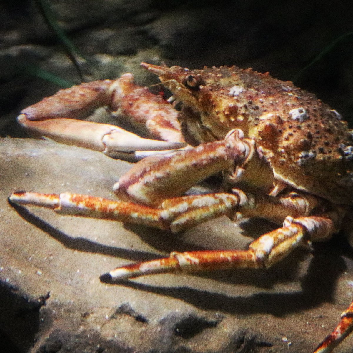 No need to be CRABBY! 😑🦀
It's FRIDAY! 😁🤣
Hope you all have a fintastic weekend everyone! 🐟🐠

#bluereefaquarium #fridayvibes #weekendtime