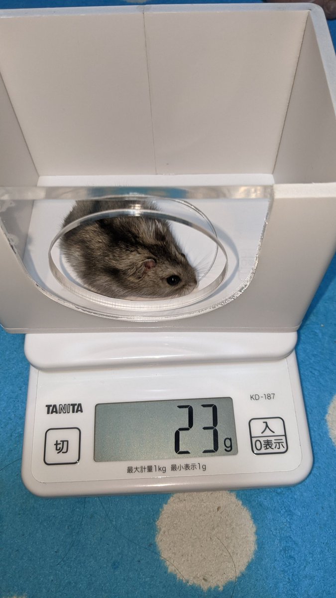 alfred_arthur's tweet image. 新入りちゃんです #にゃこ #ハムスター