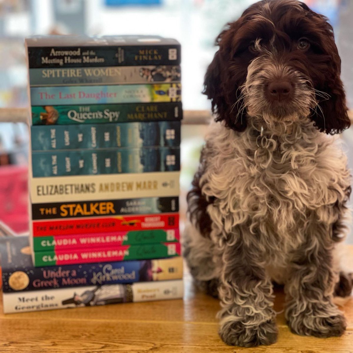 chapter1loftus's tweet photo. Mabels been helping to unpack the latest delivery of books from @HarperCollinsUK @IndieThinking some lovely new titles β€οΈ We are open Wednesday to Friday from 10am to 6pm and Saturday 9am to 4pm #choosebookshops #northyorkshirecoast #chapteroneloftus #indieloftus #loveloftus https://t.co/F9lbRyTCw4