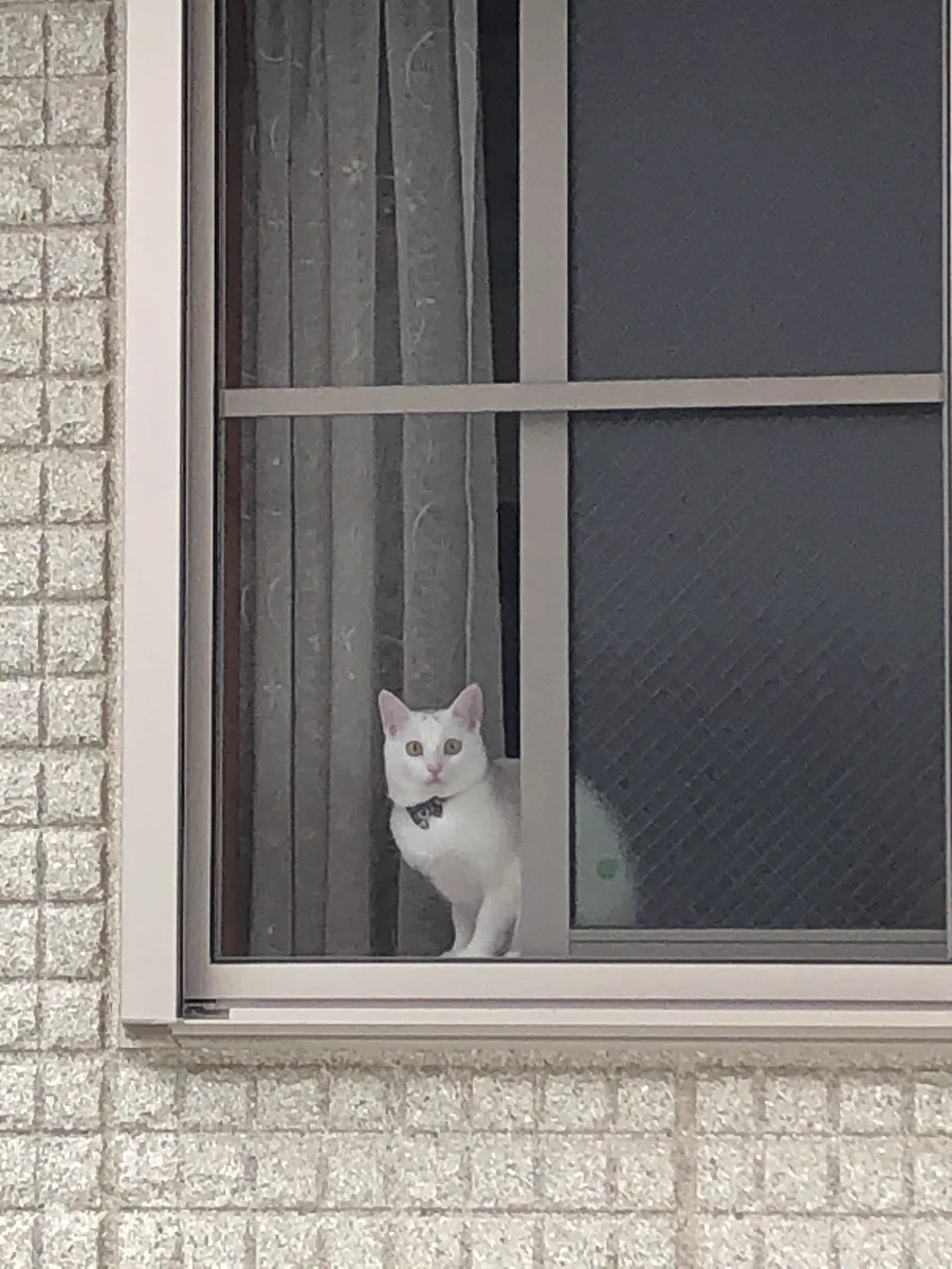 猫の「杏仁」ちゃん、行方不明。ご協力をお願いいたします！