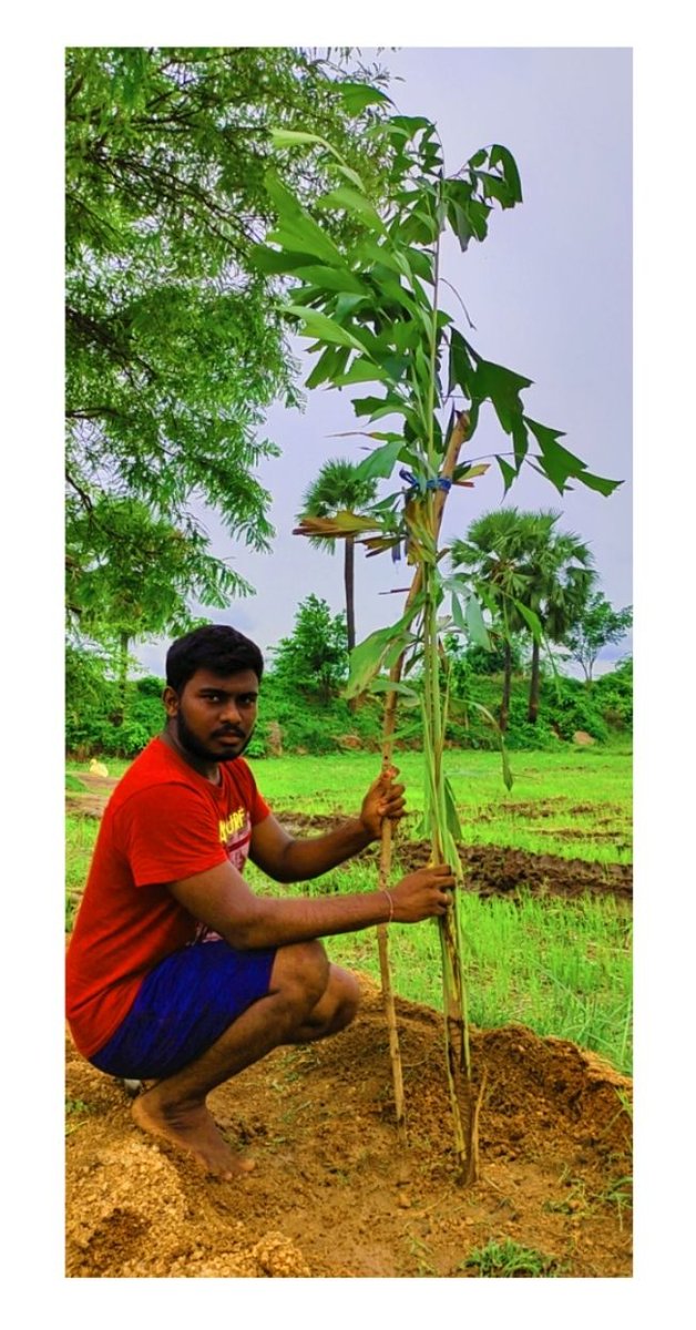 PraveenManda13's tweet photo. I planted a palm tree at our field🌴🌴 @MPsantoshtrs
@Green_Challenge https://t.co/jVWlSuZH9Y