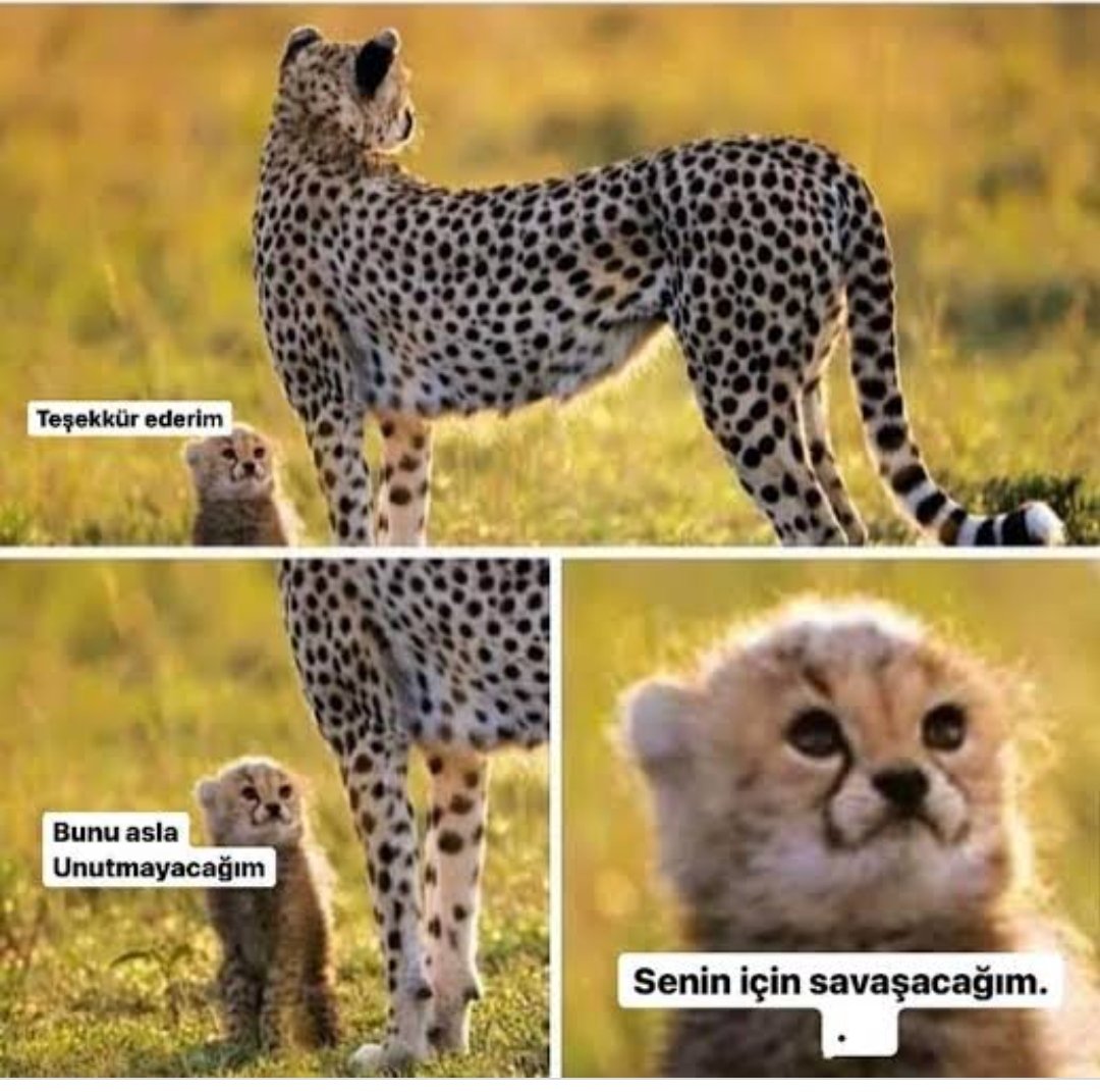 FunShineWood's tweet photo. Görüntülü pratik sınavında karaciğer çalışmadığımı söylediğim için karaciğer maketini masadan kaldıran hocaya karşı https://t.co/UYJ4uzeWZp