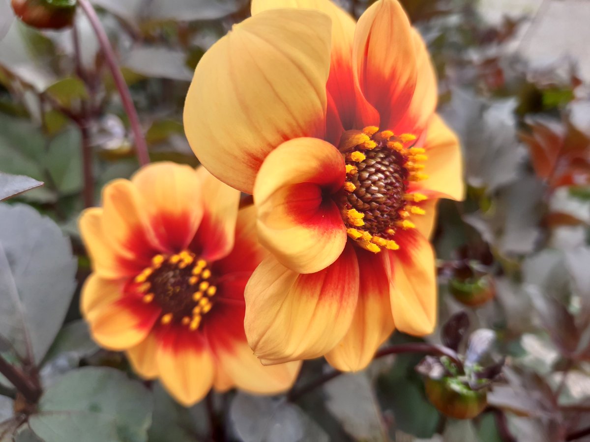 Delightful Dahlia 'Bishop of York' starting to come out in flower and will carry on flowering until late autumn. #DevonGrown @ExmoorMagazine
