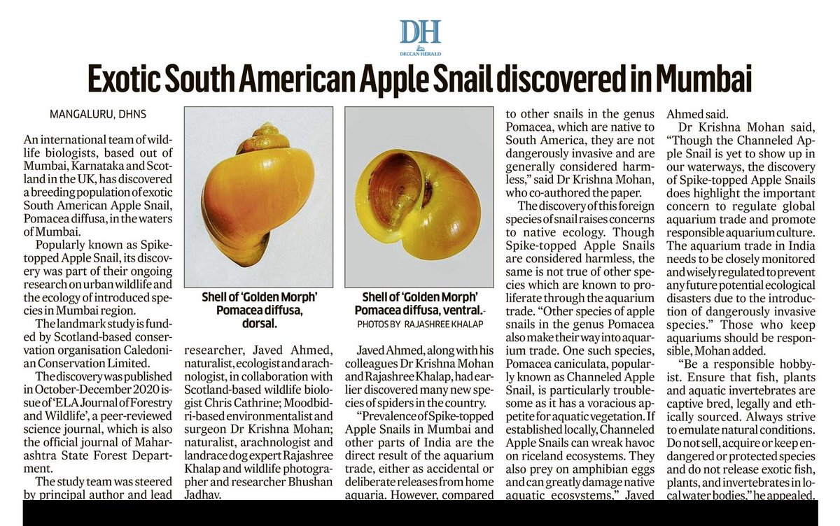 curiocritters's tweet photo. We found a feral population of the exotic apple #snail, #Pomacea diffusa, in the waters of #urban #Mumbai.
The discovery was featured in the @DeccanHerald, one of #India's most prestigious #newspaper.
The article, for those who came in late.
#TwitterNatureCommunity #scicomm https://t.co/QsOKMPdDiU