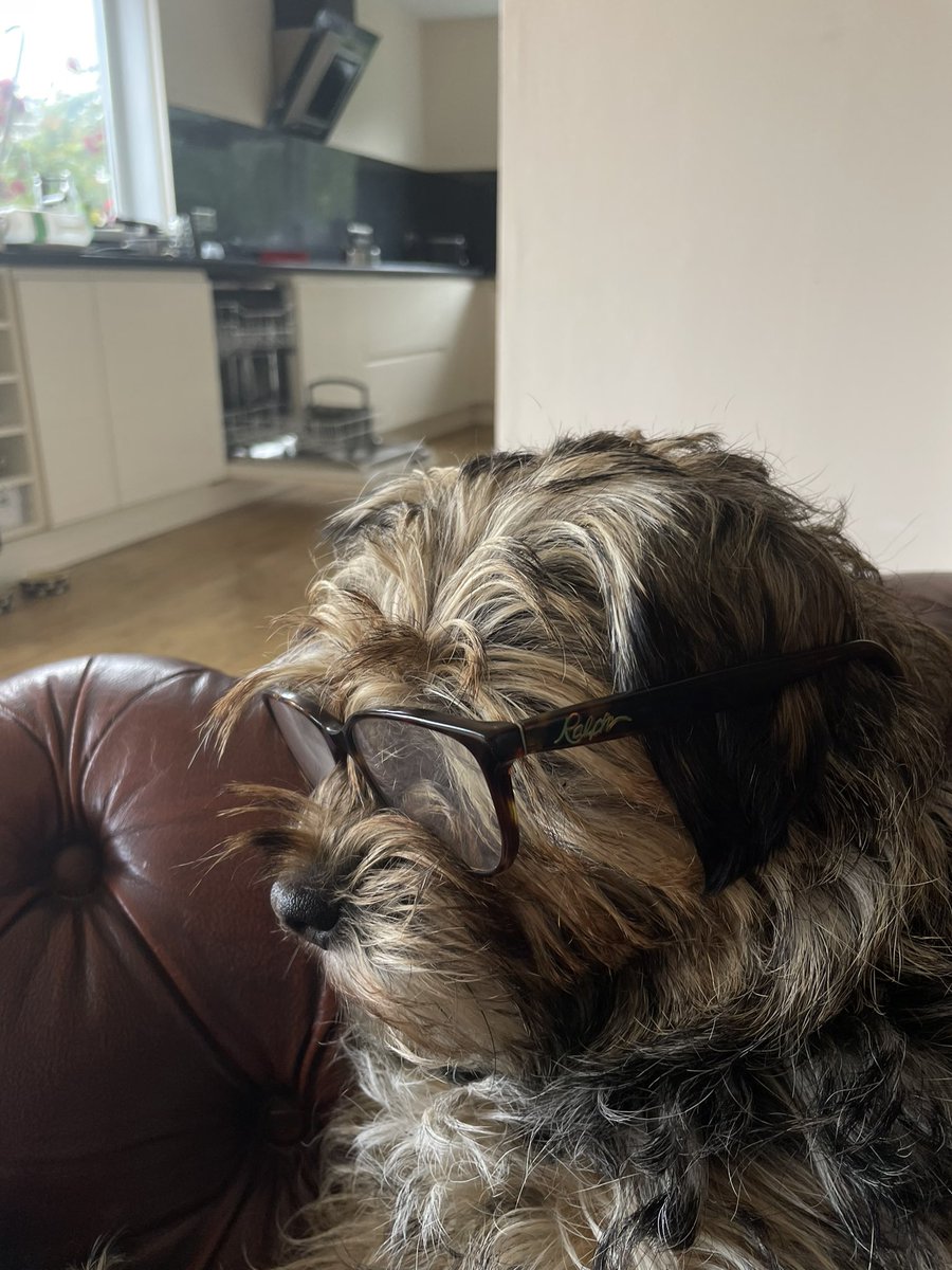 laurainecharnl5's tweet photo. @thismorning should I get my border terriers eyes checked 🤔 https://t.co/IwhkuuIZD8