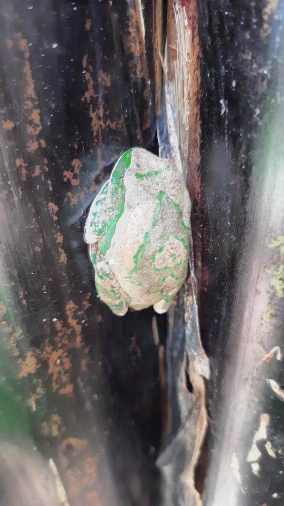 worthwhileAfri1's tweet photo. From the architectural landmarks to world largest land mammal, flying mammal and to the tinnest  amphibians like these you see here.
All in one tour package just Info@worthwhileafricasafaris.com 
#cultutaltour #gamesafaris #reptilesandamphibians #ugandasafaris https://t.co/f4iH9O5HBl