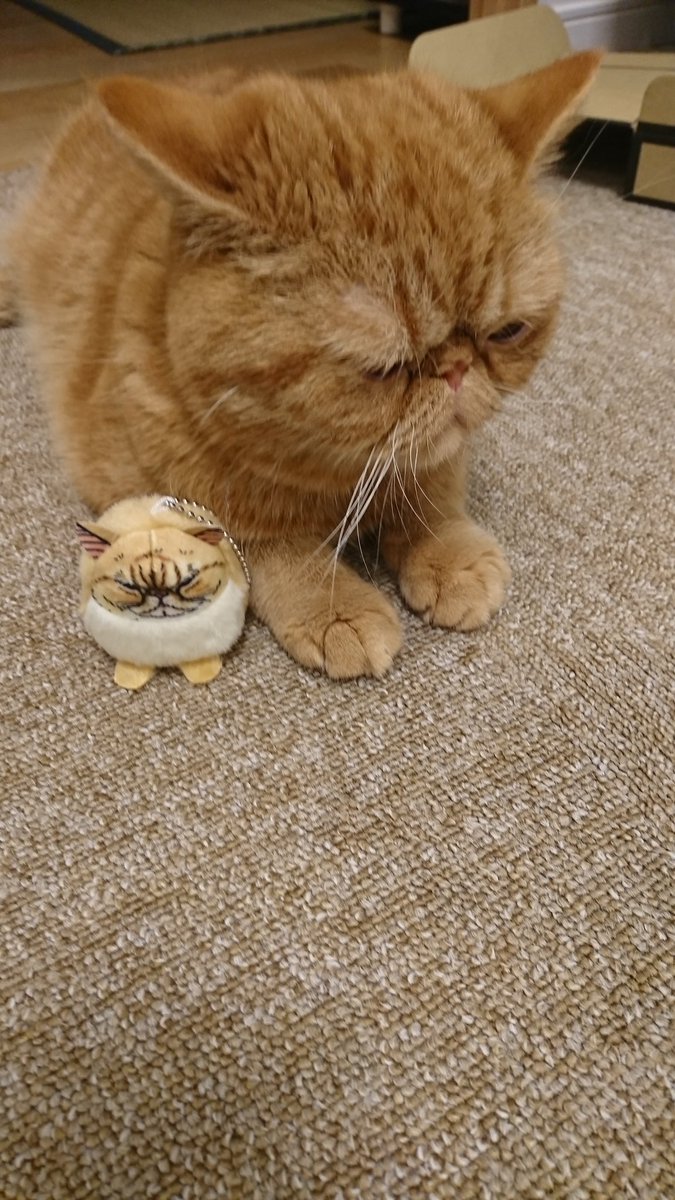 ぶさかわ猫