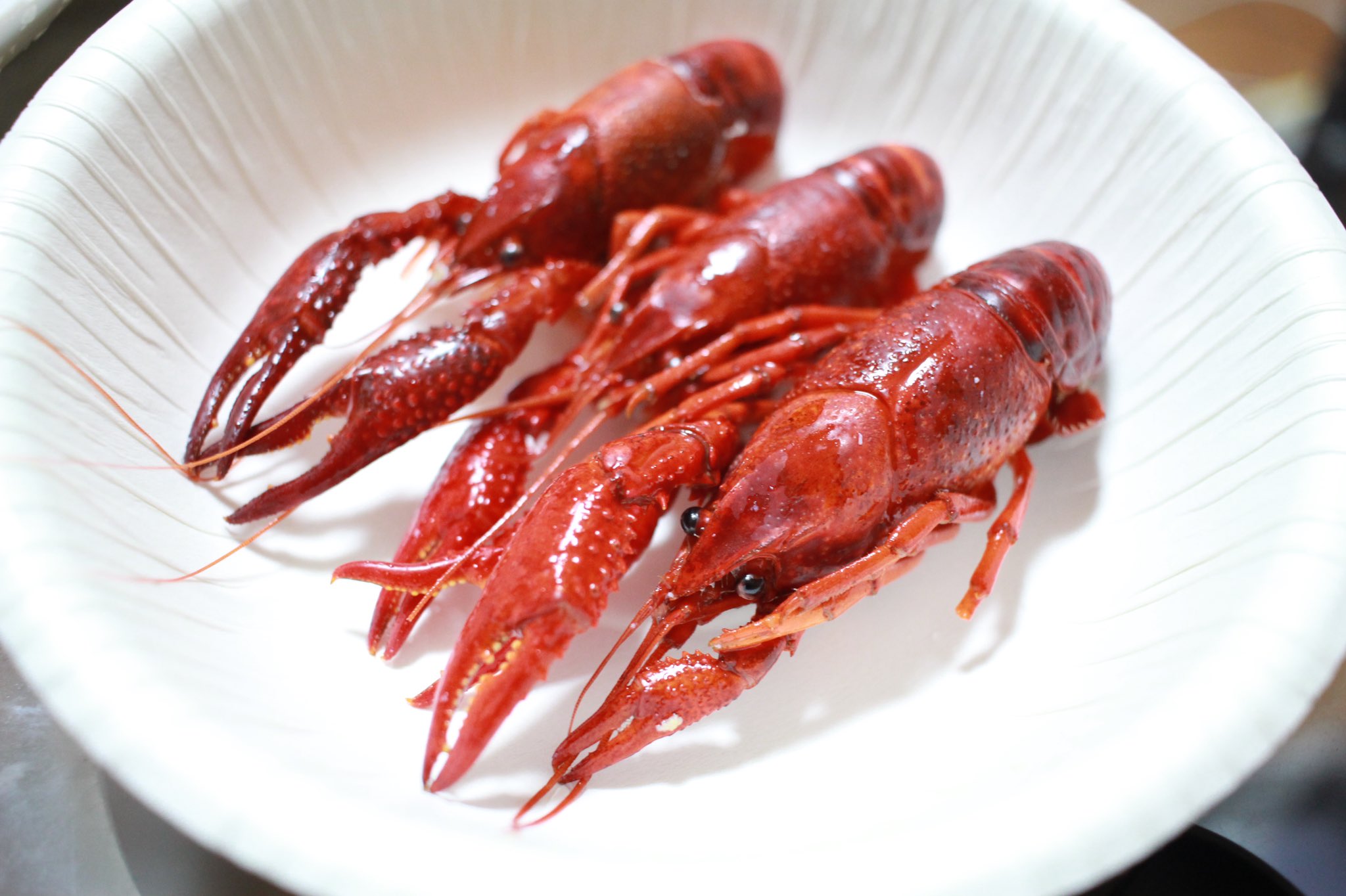 ざきー 見てくれよこれ 美味そうだろ そこらで獲ったアメリカザリガニ ということで今日はアメリカザリガニの塩茹でで優勝していました 下処理さえしっかりすれば問題なく食べれる甲殻類 可食部位は少ないけど その気になる味は エビとカニを足して二で