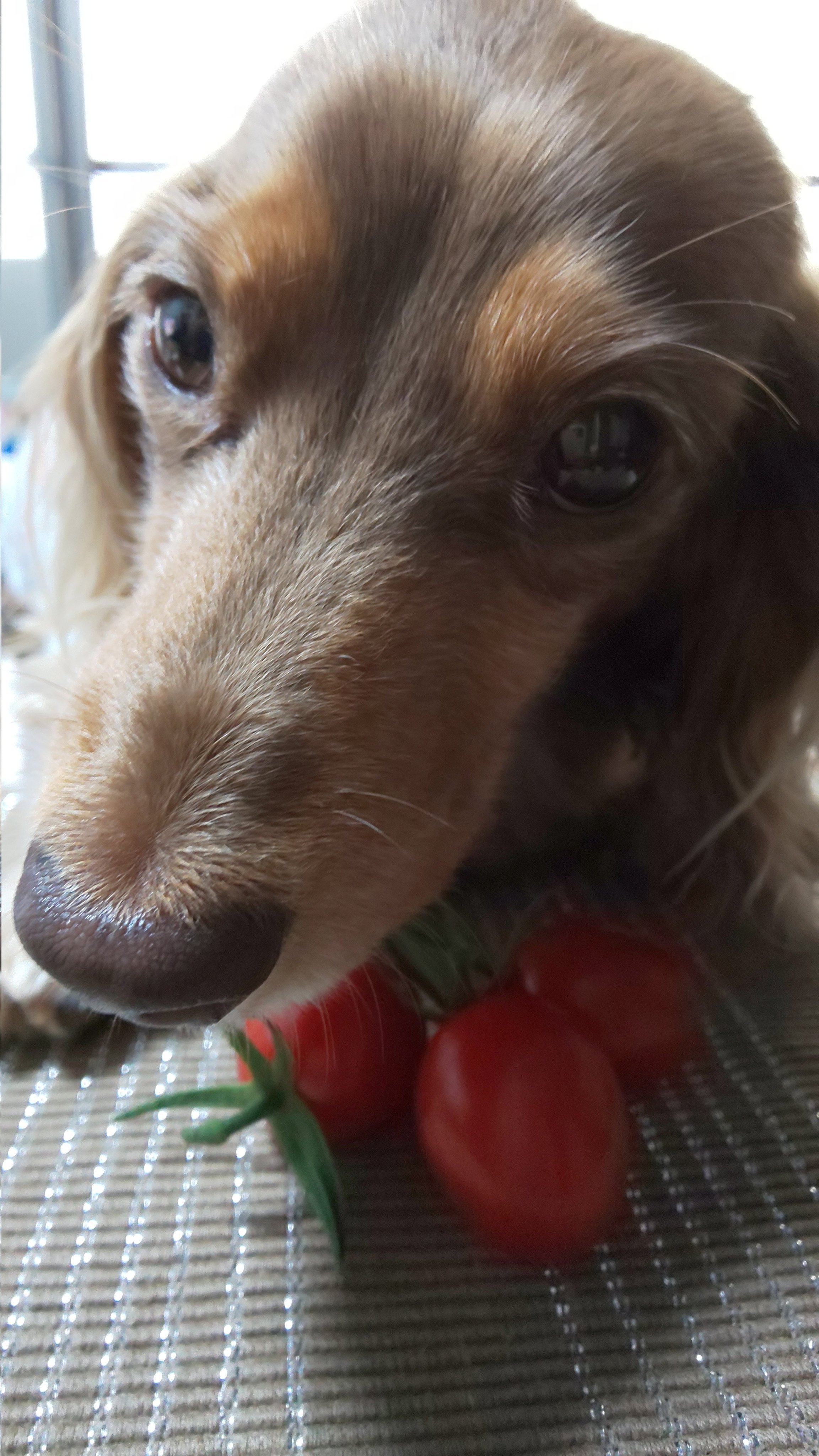 チョコタン Twitter Search Twitter