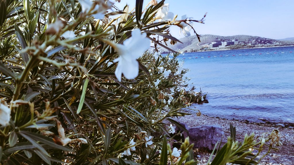 aysenurtemel's tweet photo. 🍀🍀 https://t.co/EH7D1DyHEv