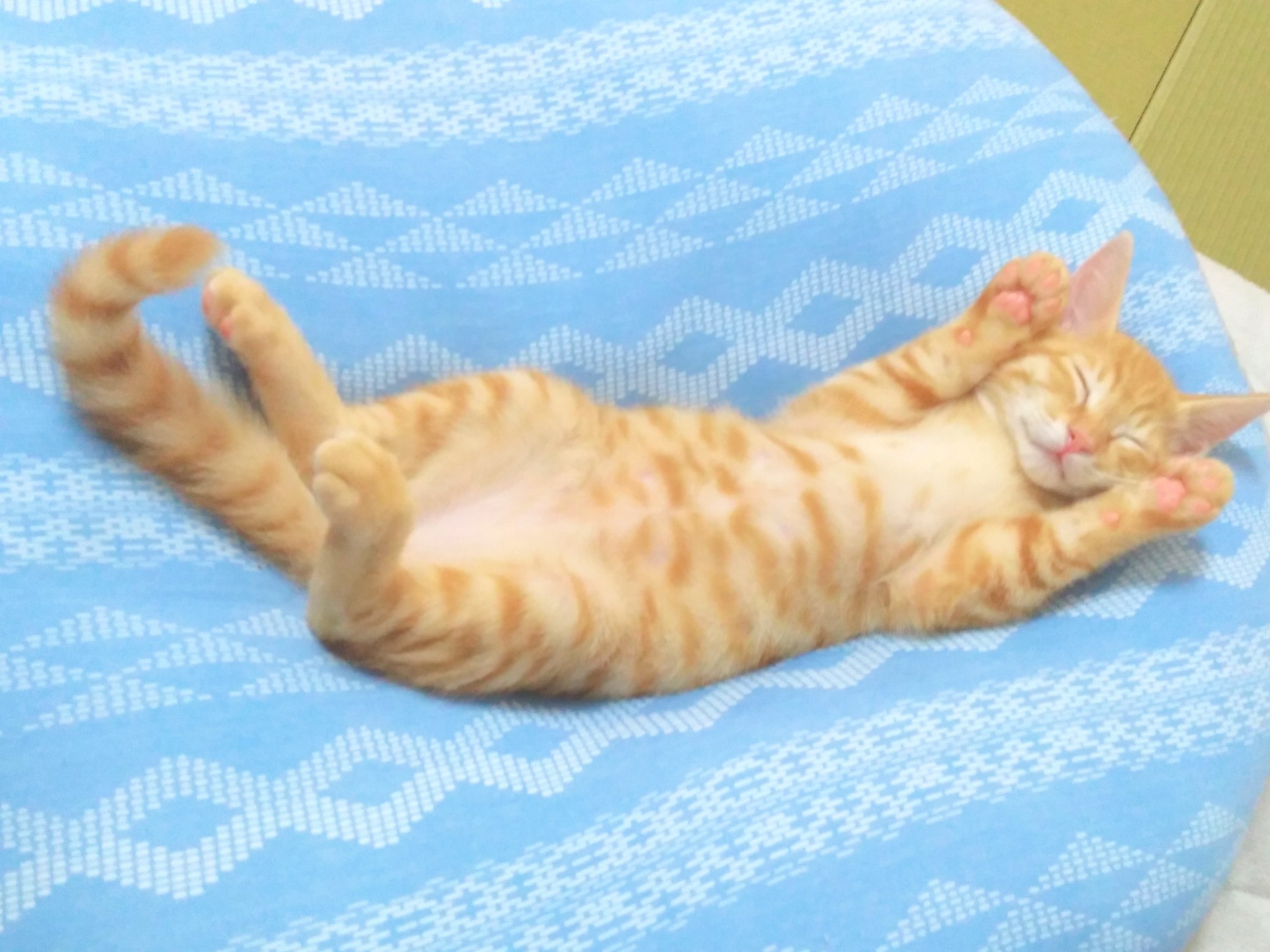 カフワ ニトリで接触冷感クッションを購入したら このありさま 笑 猫好きさんと繫がりたい 子猫 ニトリのひんやりグッズ T Co 9k3kxy9lrh T Co Foxqzzrobp Twitter