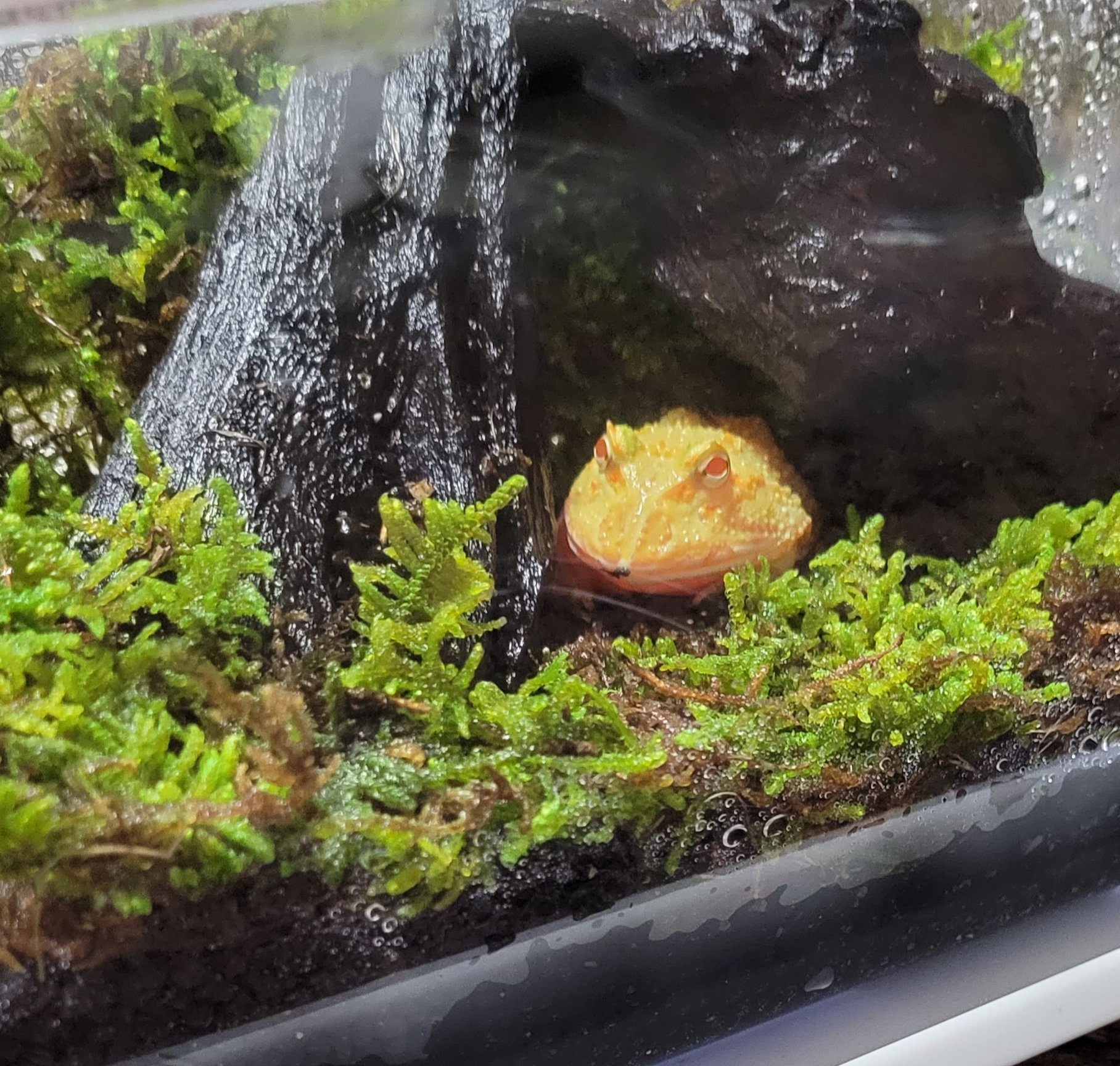 豚の角煮 Pa Twitter ぱるちゃんの飼育環境を変えてみた 苔の方が湿度保てるっぽいって聞いたり聞かなかったり クランウェルツノガエル T Co X1ep9vmufm Twitter