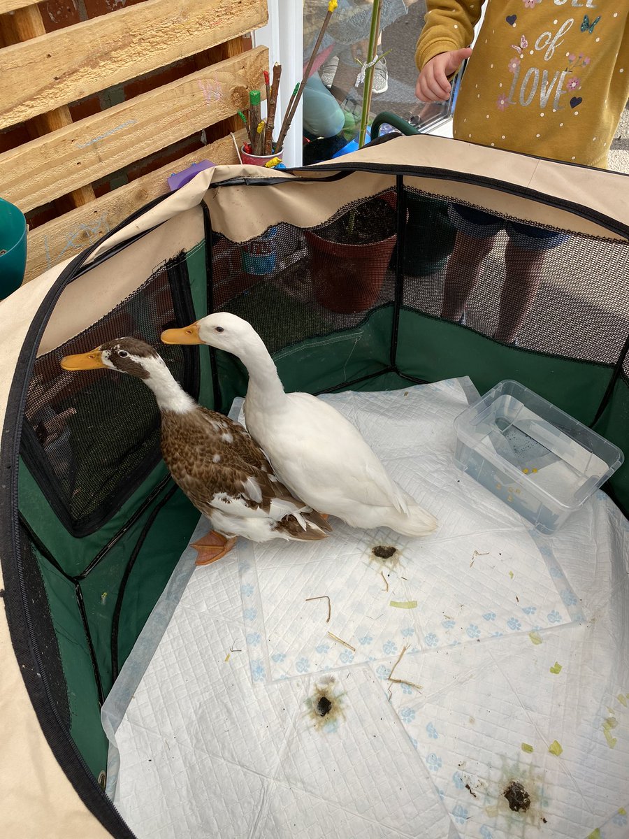 KandinskyEllis's tweet photo. We were so excited to see that as part of our zoo day, two of our ducklings came to visit us! Only they’re not ducklings now 🦆 https://t.co/65iUGaC7zo