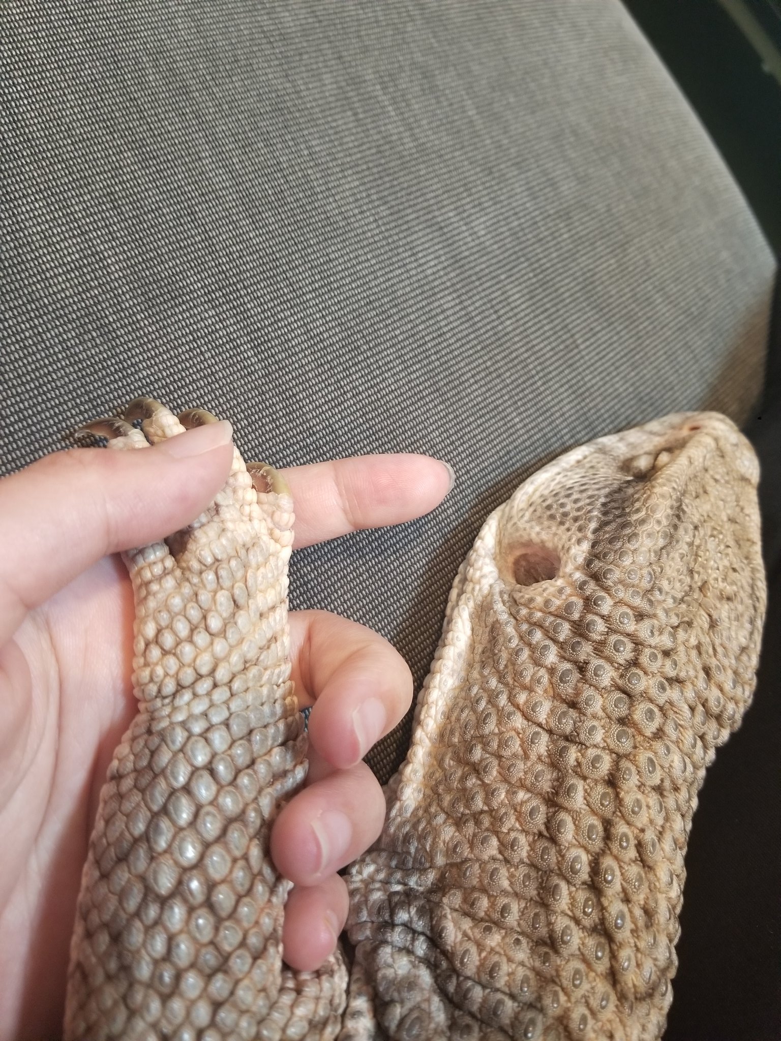 Rep Couple Pa Twitter 爬虫類は懐かないっていうけど 撫でてあげると安心したように寝るし 手に顔スリスリしてくるし 懐いてるって勘違いしちゃう しかもしかも部屋んぽさせるとなぜかいつも飼い主の近くて寝てる サバンナモニター 爬虫類 トカゲ なつく