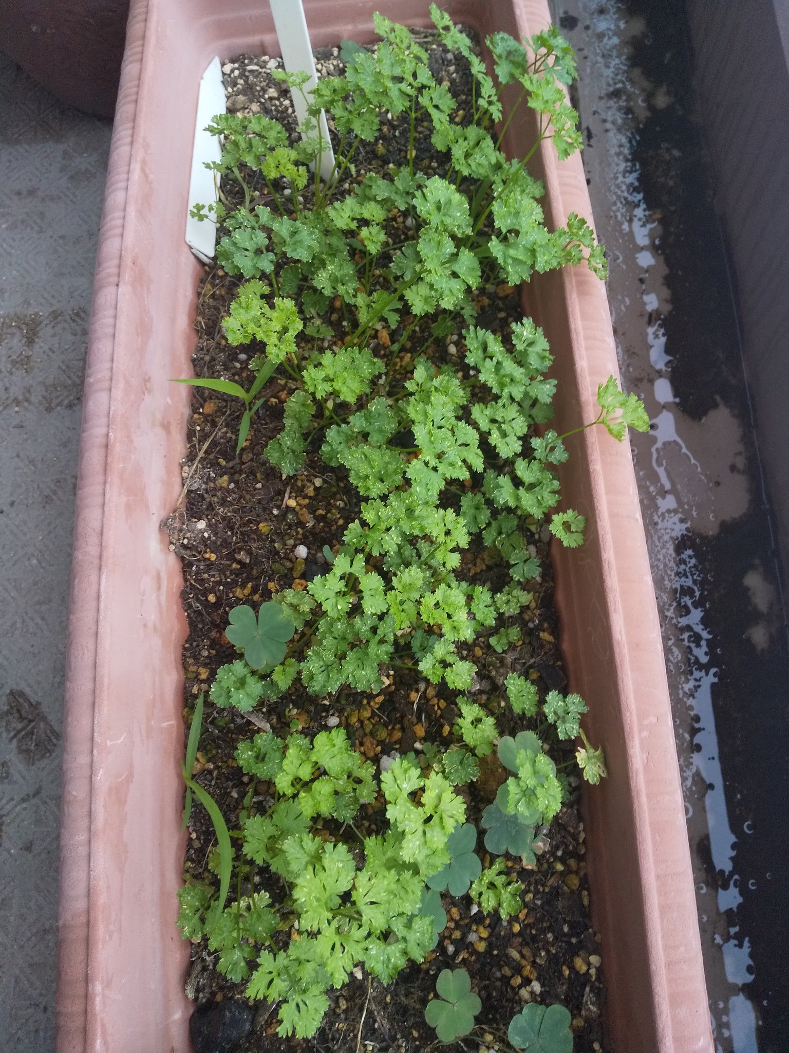 たいせい 家庭菜園 聞き屋 投資 Yutakalifegood Twitter